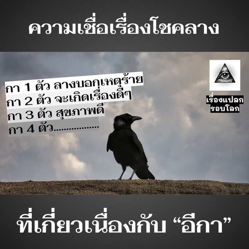[เรื่องแปลก รอบโลก] อีกา หรือ นกกา สัตว์ปีกที่มีเนื้อตัวสีดำขลับ บางคน ...