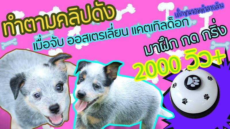 จะเป็นอย่างไร !! Australia Cattle Dog l หมาน่ารัก ฝึกทำตามคลิปดัง !! ฝึก กด กริ่ง แบบสุนัขใช้งาน