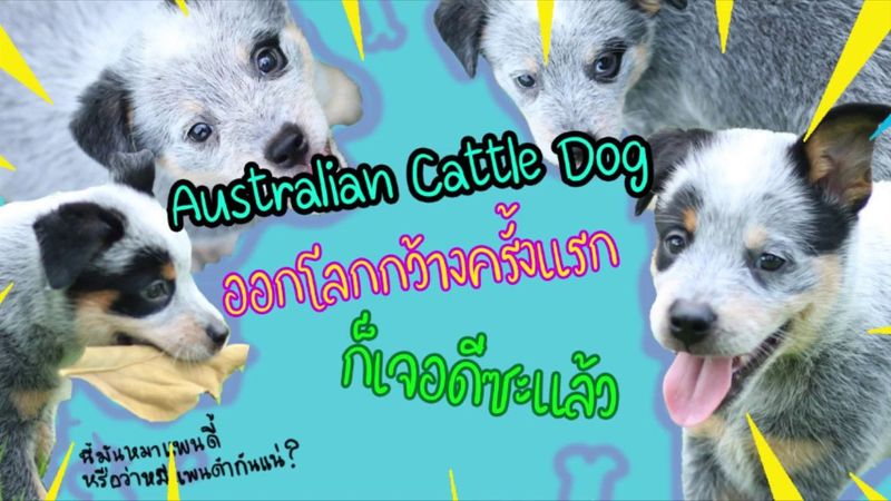 Australian Cattle Dog I หมาน่ารัก ตัวน้อยที่ดีด ตลอดเวลา ออกโลกกว้างครั้งแรก