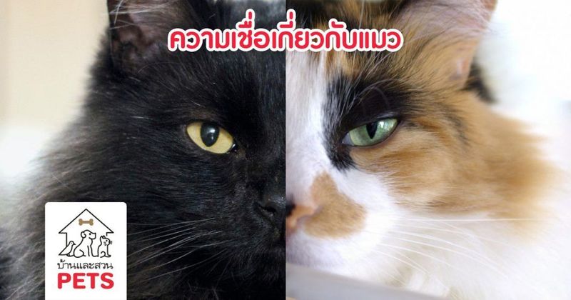 [เรื่องแมวๆ] !ความเชื่อ!เกี่ยวกับแมวดดำ และแมวสามสีในแต่ละประเทศ ความ ...
