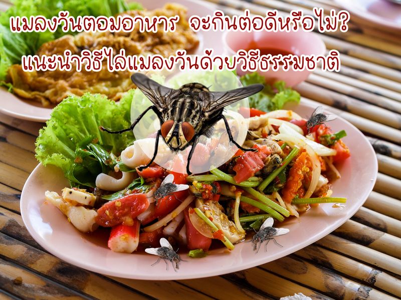 ร้อยเรื่องอยากเล่า] แมลงวันตอมอาหาร จะกินอาหารต่อดีหรือไม่?  พร้อมแนะนำวิธีกำจัดแมลงวันด้วยวิธีธรรมชาติ ทุกคนคงเคยเจอแมลงวันตอมอาหารกันใช่ไหมคะ  แล้วทุกคนจะทำยังไงต่อกับอาหารเหล่านั้นดีคะ จะกินอาหารเหล่านั้นต่อ  หรือจะทิ้งอ