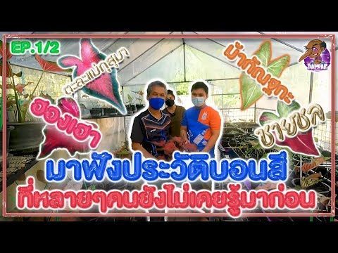 มาฟังประวัติบอนสี ที่หลายๆคนยังไม่เคยรู้มาก่อน
