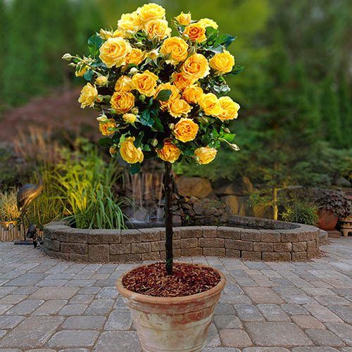 [Tree Rose - ทรี โรส] 🌹 เสาเข็มและการผูกมัดกับลำต้นของ Tree Rose 🌹 ก่อน ...
