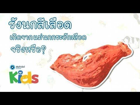 รังนกสีเลือดมีจริงหรือ [Animals Speak by Mahidol]