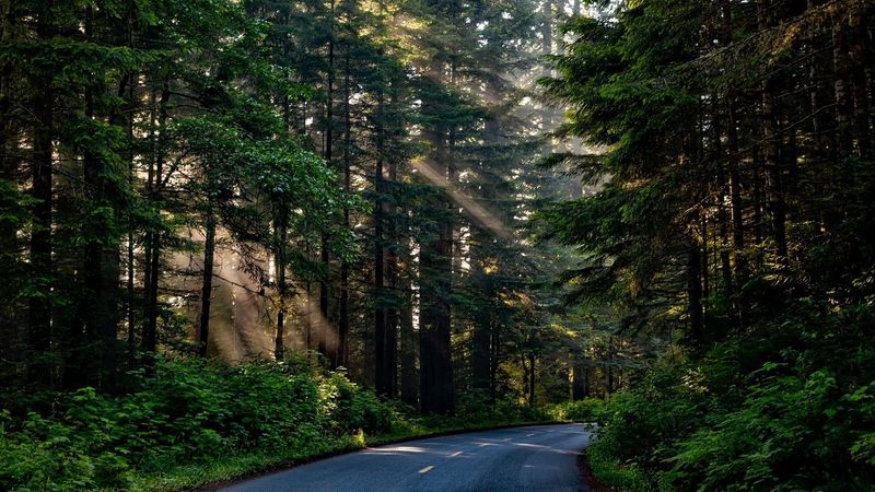 Do trees have a social network? | Life Examined