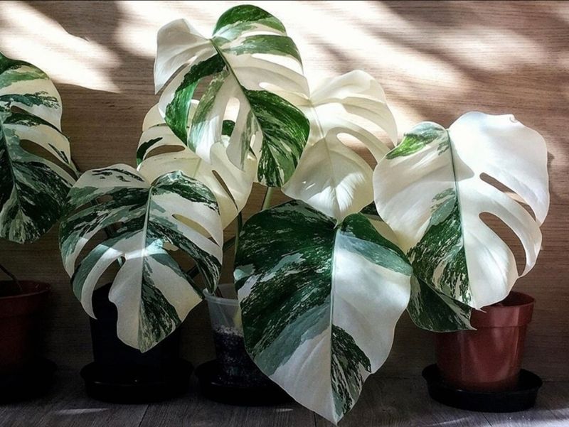 [คนรักไม้ด่าง] มอนสเตอร่า (Monstera) เป็นต้นไม้ที่ถูกเรียกขานว่า ราชินี ...