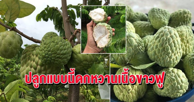 วิธีปลูกน้อยหน่าให้ต้นงามไว ผลดกลูกใหญ่ขาวฟูรสชาติหวานอร่อย | jo-workman