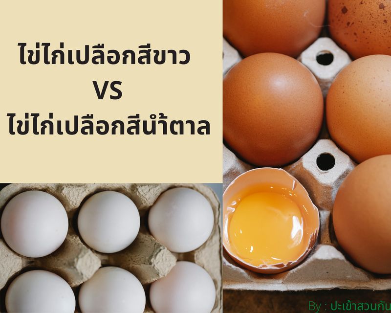 ปะเข้าสวนกัน] เรื่องของเปลือกไข่ วันนี้เข้าสวน นำเปลือกไข่ป่นละเอียดไปโปรยใส่ใต้โคนต้นผักหวานที่ปลูกได้ประมาณ  6 เดือน จากต้นกล้าที่เฉพาะจากเมล็ดเอง ในเปลือกไข่มีแคลเซียม  ที่เป็นสารอาหารที่ต้นไม้ต้องการมากที่สุด ทำใ
