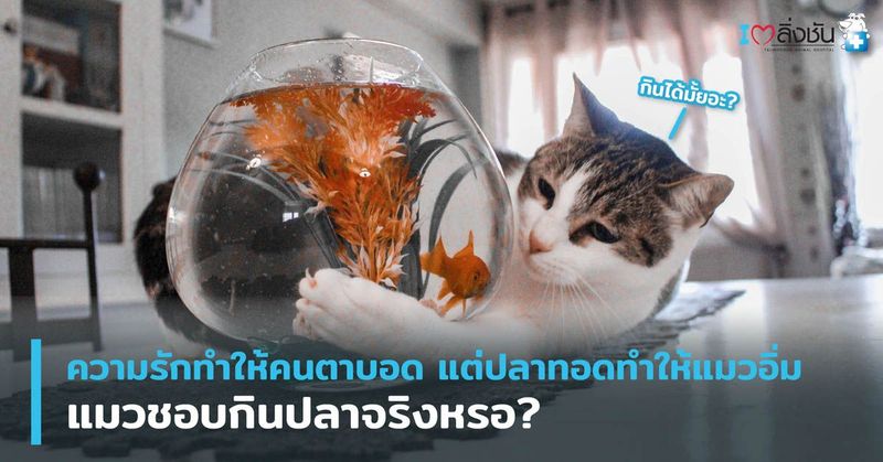 ข้อมูลสุขภาพสัตว์เลี้ยง - talingchanpet