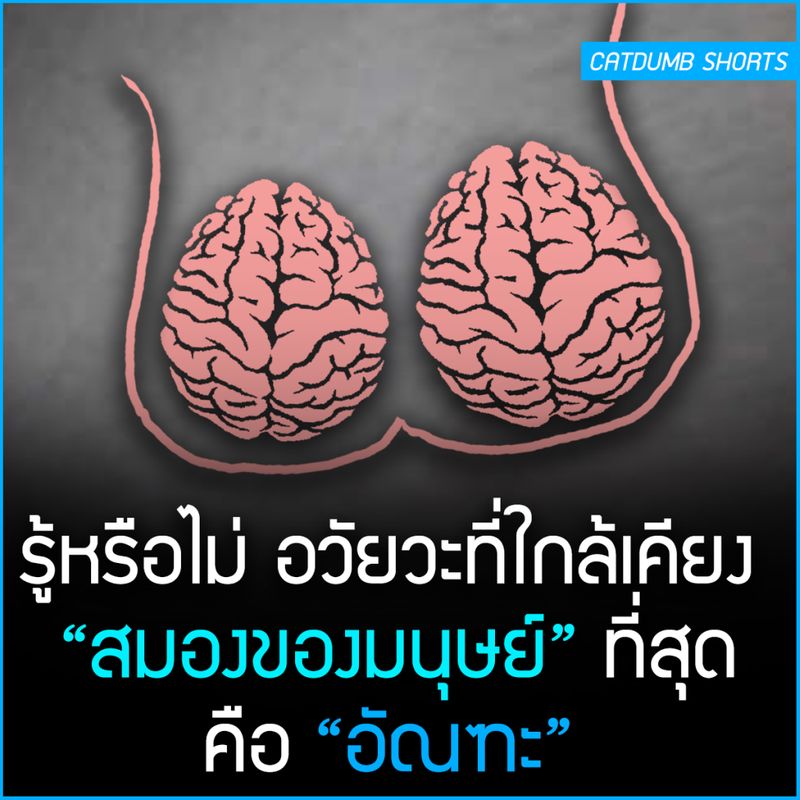 หูฟังสีฟ้า🎧] รู้หรือไม่! อวัยวะที่ใกล้เคียง