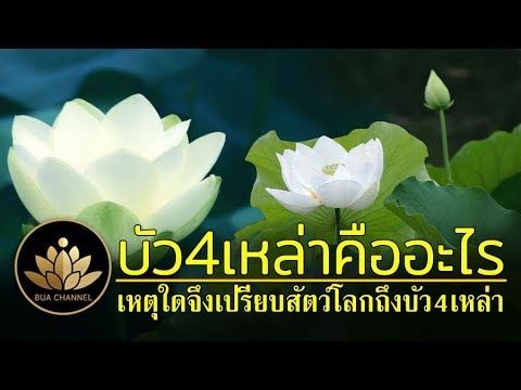 บัว4เหล่า คืออะไร เหตุใดจึงทรงเปรียบสัตว์โลกเหมือนกับบัว 4 เหล่า