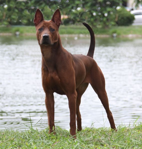 [ลงไปเรื่อย] หลังอาน Thai ridgeback