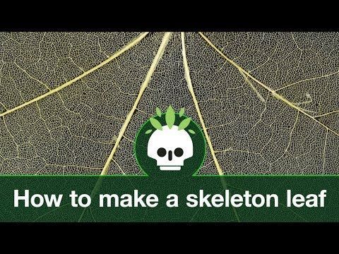 How to make skeleton leaves