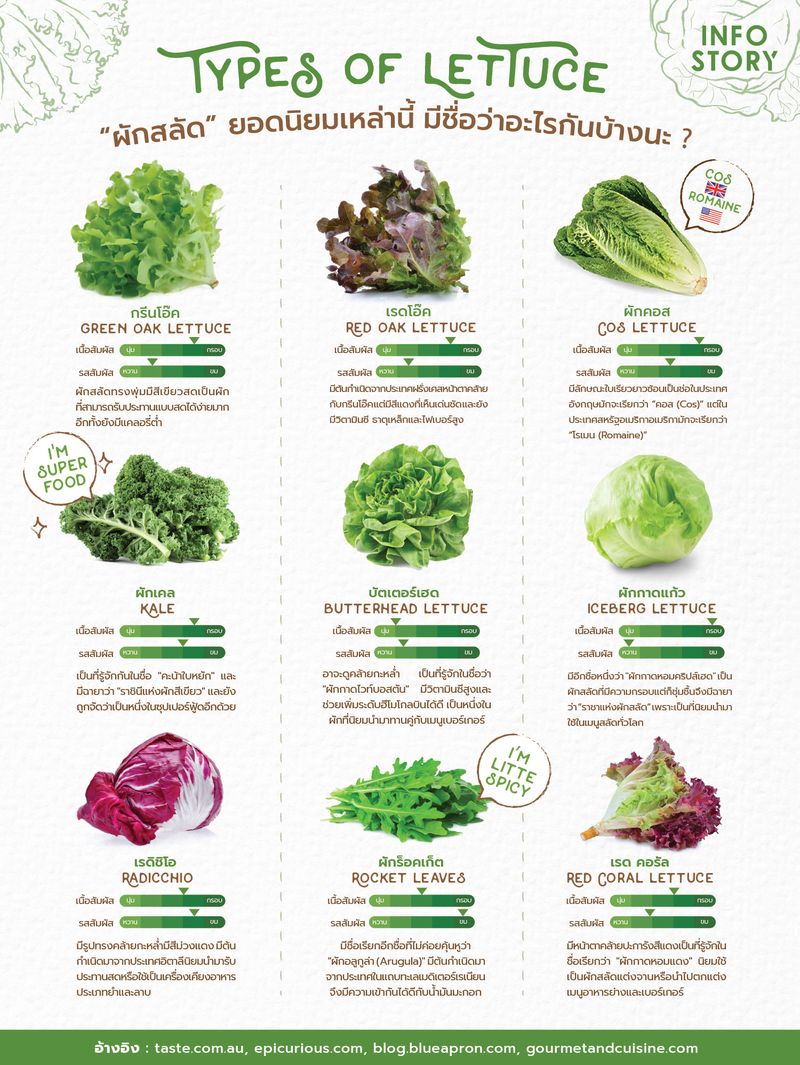 [InfoStory] "ผักสลัด" ยอดนิยมเหล่านี้ มีชื่อว่าอะไรกันบ้างนะ ? “ผัก