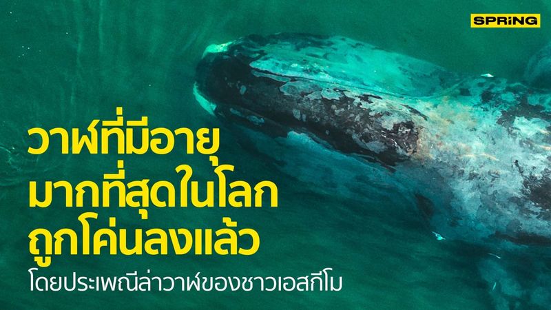วาฬอายุมากที่สุดในโลก ถูกพบเพราะเจอฉมวกอายุ 120 ปีฝังที่คอ
