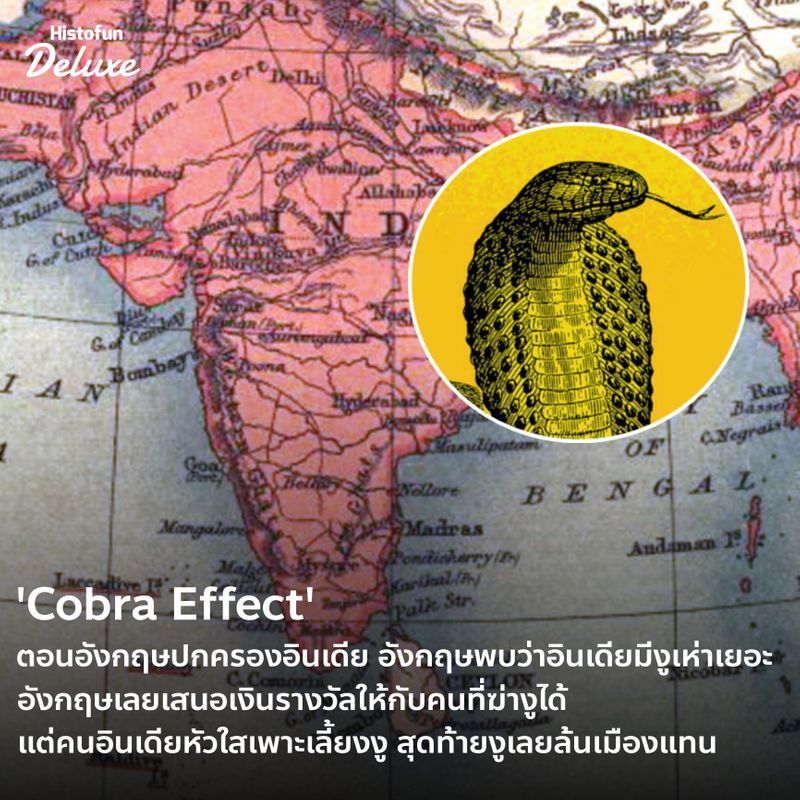 [Histofun Deluxe] • ‘Cobra Effect’