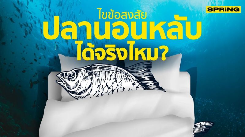 ไขข้อสงสัย สัตว์น้ำนอนหลับได้ไหม? แล้วนอนยังไง?