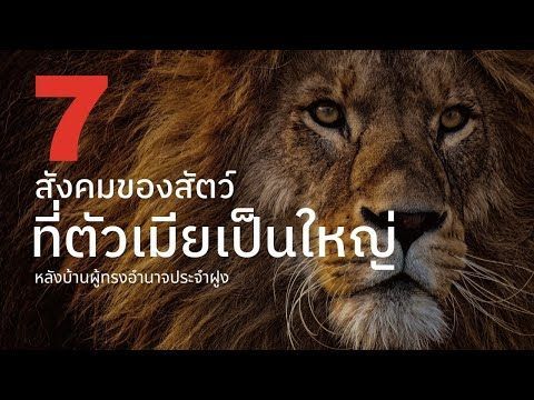 7 สังคมของสัตว์ที่ ตัวเมีย เป็นใหญ่