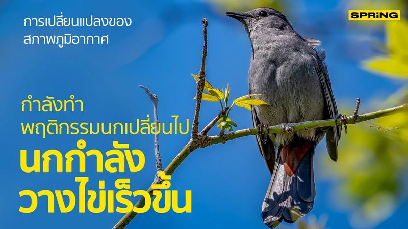 นกวางไข่เร็วขึ้น พฤติกรรมนกเปลี่ยนไปเพราะการเปลี่ยนแปลงของสภาพอากาศ