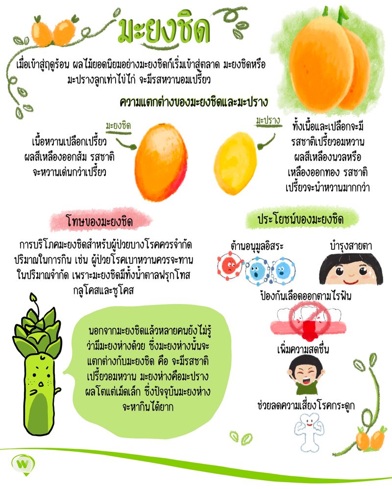 Wasabi] มะยงชิด เมื่อเข้าสู่ฤดูร้อน ผลไม้ยอดนิยมอย่างมะยงชิดก็เริ่มเข้าสู่ตลาด  มะยงชิดหรือมะปรางลูกเท่าไข่ไก่ จะมีรสหวานอมเปรี้ยว จะกินแบบสดก็ได้  หรือจะนำไปทำเป็นขนมก็ได้ ในประเทศไทยแหล่งที่ปลูกมะยงชิดคือ นคร
