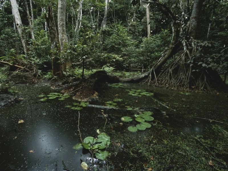 [Envi Romance] " ป่าพรุ (Swamp forest) ป่าที่คุ้น อยู่ใกล้ แต่ไม่