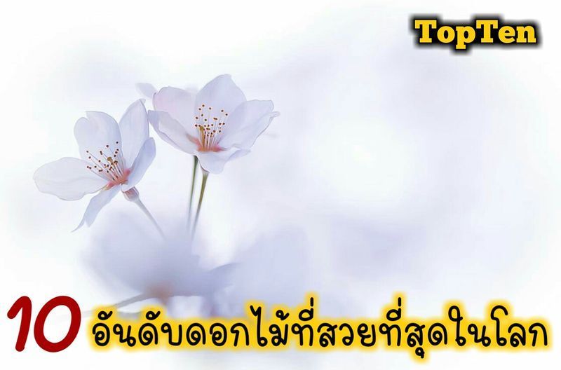 [Top Ten] 10อันดับดอกไม้ที่สวยที่สุดในโลก