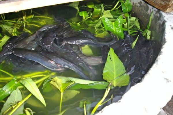 เกษตรกร พอเพียง วิถีใหม่] การเลี้ยงปลาดุกในบ่อซีเมนต์ เลี้ยงง่าย ๆ 
