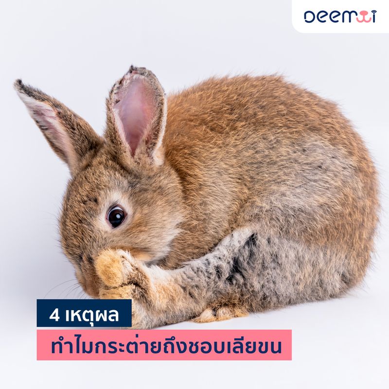 อันดับหนึ่ง 103+ ภาพพื้นหลัง กระต่ายเลียเจ้าของ อัปเดต