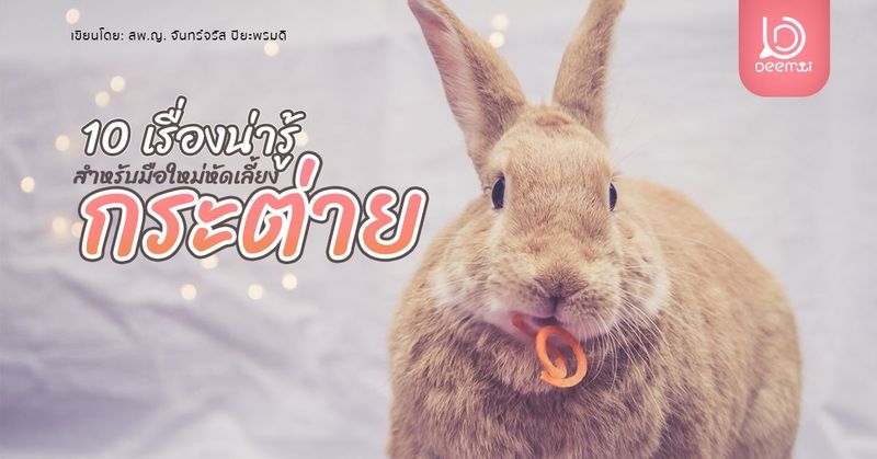 10 เรื่องน่ารู้ของกระต่ายสำหรับมือใหม่หัดเลี้ยง | DEEMMI