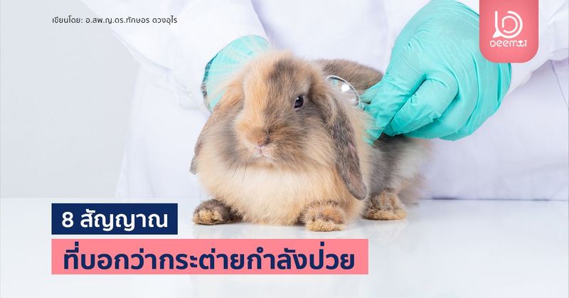 8 สัญญาณที่บอกว่ากระต่ายกำลังป่วย | DEEMMI