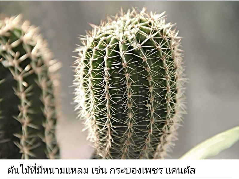 อสังหาฮวงจุ้ย] #5ต้นไม้ฮวงจุ้ยต้องห้ามปลูกในบ้าน🌴🌵🪴  สำหรับคนที่รักธรรมชาติหรือชอบแต่งสวนบ้าน/คอนโด ควรรู้สักนิดก่อนคิดจะซื้อ ต้นไม้มาตกแต่ง✨ เพราะต้นไม้ก็มีทั้งช่วยเสริมพลังมงคลและอัปมงคล  อาจนำมาซึ่งความโชคร