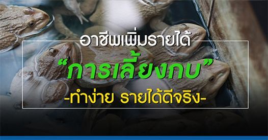 อาชีพเพิ่มรายได้ “การเลี้ยงกบ” ทำง่าย รายได้ดีจริง, บทความสร้างอาชีพ , ความรู้ค้