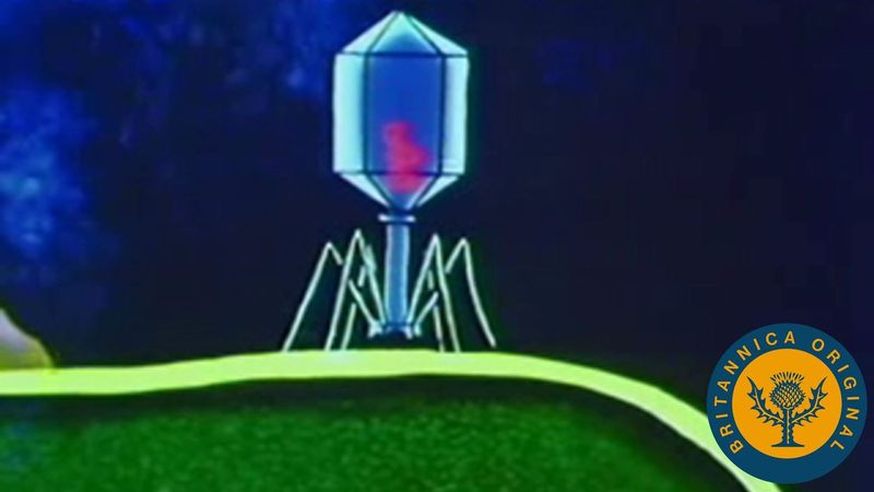 Lytic cycle of bacteriophages explained