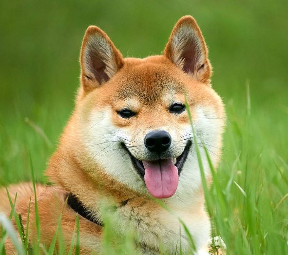 ชิบะอินุ (柴犬) - Teelangka เว็บไซต์ที่รวบรวมข่าวสารด้านภาษาและวัฒนธรรมญี่ปุ่น