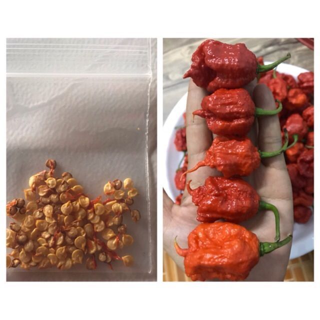 เมล็ดพันธ์พริก Carolina reaper พริกเผ็ดที่สุดในโลก30เมล็ดขึ้นไป แถมฟรีทันทีผลสด1ผลปลูกและเก็บผลิตในไทย รับประกันแท้100% | Shopee Thailand