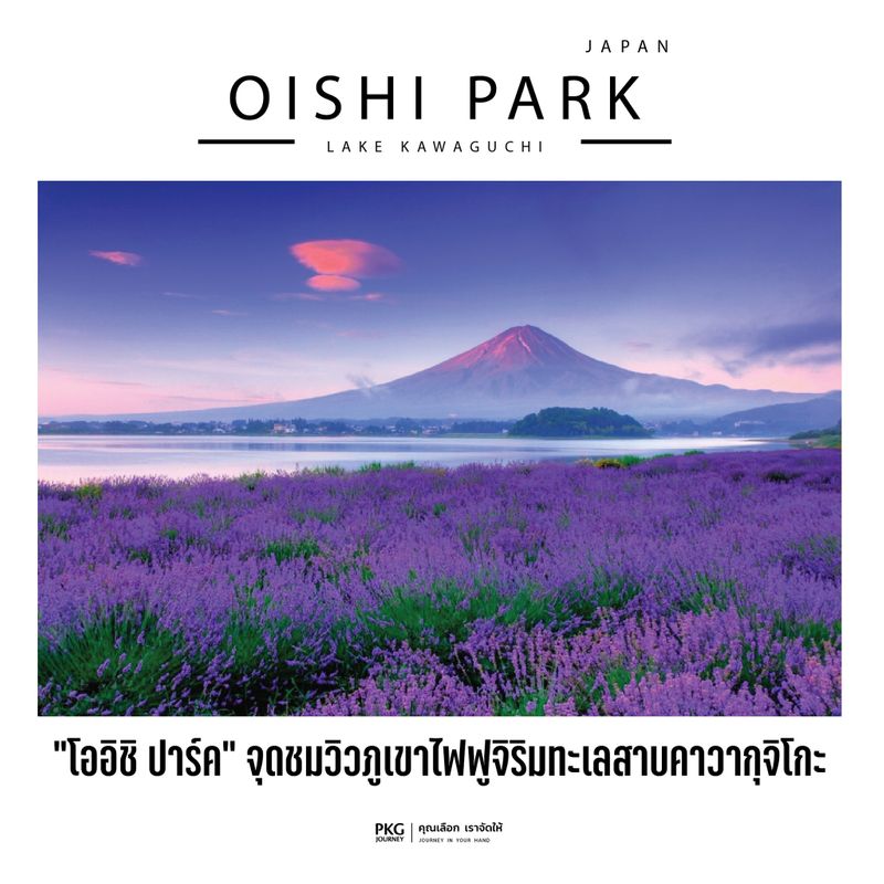 [All about Japan] “Fuji Kawaguchiko Herb Festival 河口湖ハーブフェスティバル หรือ