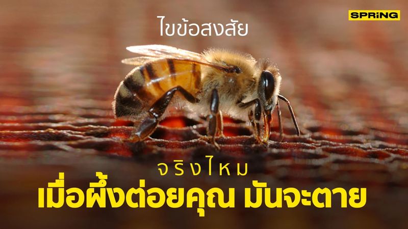 ไขข้อสงสัย จริงไหมเมื่อผึ้งต่อยคุณ มันจะตาย