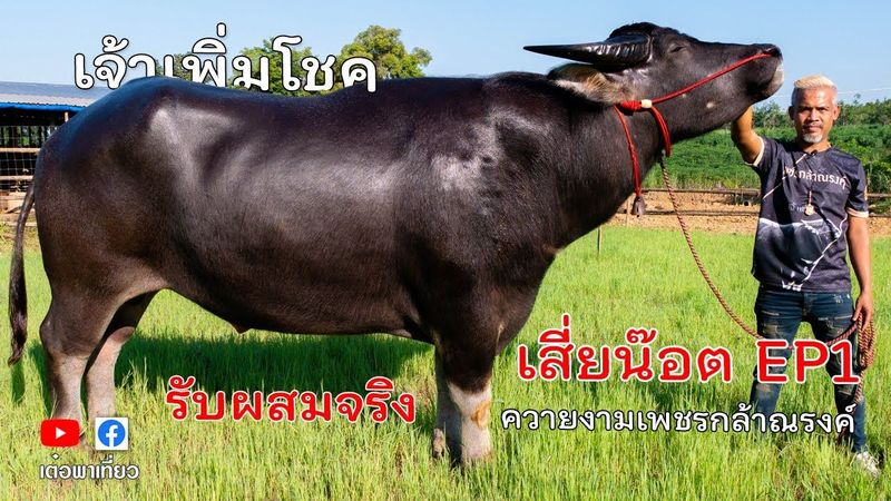 ควายไทยเงินล้าน EP1 เจ้าเพิ่มโชค รับผสมจริง เสี่ยน๊อต ควายงามเพชรกล้าณรงค์ เพชรบูรณ์ เต๋อพาเที่ยว