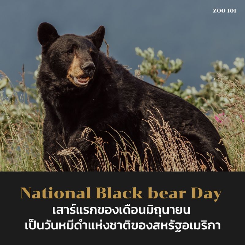[ZOO 101] National Black bear Day เสาร์แรกของเดือนมิถุนายน เป็นวันหมีดำแห่งชาติของสหรัฐอเมริกา