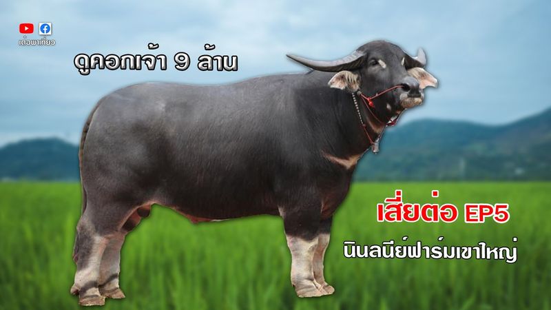 เต๋อพาเที่ยว Tuhthetravel - ชมคอกควายไทยเงินล้าน เจ้า 9 ล้านควายงาม ลูกป๋าปังแปดริ้ว เสี่ยต่อ นินลนีย์ฟาร์มเขาใหญ่ | Facebook| By เต๋อพาเที่ยว Tuhthetravel