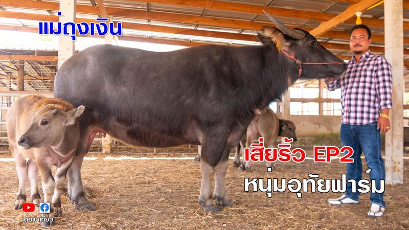 เต๋อพาเที่ยว Tuhthetravel - ควายไทยเงินล้าน แม่ถุงเงิน ลูกเจ้าสตางค์ควายงาม ตอน2 เสี่ยริ้ว หนุ่มอุทัยฟาร์ม | Facebook| By เต๋อพาเที่ยว Tuhthetravel | ควายไทยเงินล้าน แม่ถุงเงิน ลูกเจ้าสตางค์ควายงาม ตอน2 เสี่ยริ้ว หนุ่มอุทัยฟาร์ม บ้านไร่ อุทัยธานี เต๋อพาเที่ยว
#เต๋อพาเที่ยว #ควายงาม #ควายไทย
