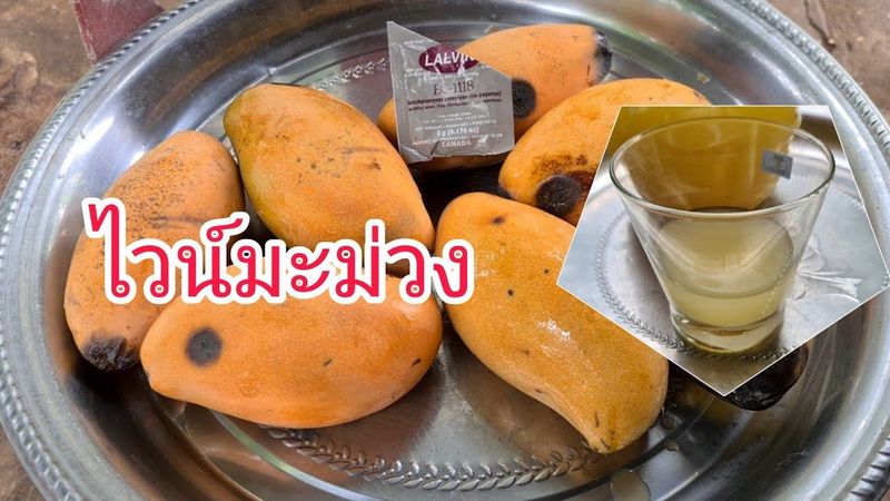 ¥ wine the serie ep.6 ¥ ไวน์มะม่วง มะม่วงสุกเยอะๆ กินไม่ทัน อย่าปล่อยให้เน่า เอามาแปรรูปดีกว่า