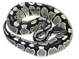 [BALL PYTHON] Axanthic Ball Python