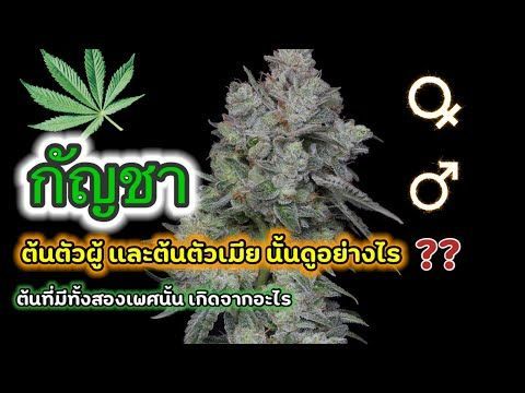 กัญชา Ep.02 ต้นตัวผู้ ต้นตัวเมียและต้นที่มีทั้งสองเพศ นั้นรู้ได้อย่างไร