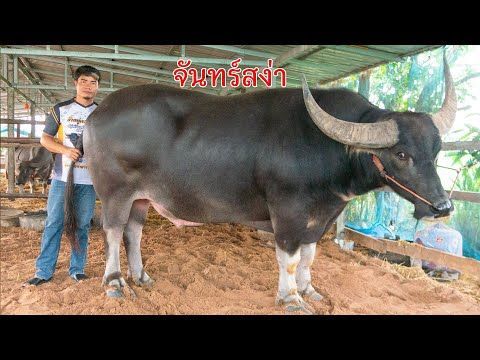 สุดยอดพ่อพันธุ์ควายงาม จันทร์สง่าลูกพญาหงส์ EP3 เต๋อพาเที่ยว