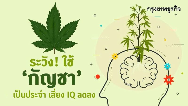 วิจัยเผยใช้ ”กัญชา” บ่อยเป็นเวลานาน เสี่ยง IQ ลดลงเมื่อเทียบกับคนไม่ใช้