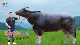 เต๋อพาเที่ยว Tuhthetravel - เปิดฟาร์มควายเงินล้าน ช่างทองฟาร์มควายงาม เสี่ยดำ มุกดาหาร เต๋อพาเที่ยว | Facebook