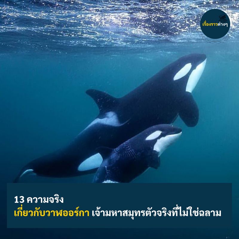 พรานหม่อง ] รู้กันหรือป่าว? “วาฬเพชรฆาต” มันไม่ใช่”วาฬ”นะโว้ยยย เจ้า วาฬเพชฌฆาต  หรือ “Orca” เนี้ยจริงๆมันเป็น “โลมา” นะจ๊ะทุกคนนน~