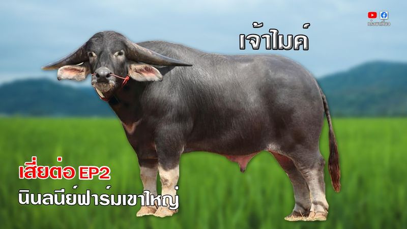 เต๋อพาเที่ยว Tuhthetravel - เจ้าไมค์ควายงาม ลูกถุงทอง เสี่ยต่อ นินลนีย์ฟาร์มเขาใหญ่ EP2 เต๋อพาเที่ยว | Facebook | By เต๋อพาเที่ยว Tuhthetravel | เจ้าไมค์ควายงาม ลูกถุงทอง เสี่ยต่อ นินลนีย์ฟาร์มเขาใหญ่ EP2 เต๋อพาเที่ยว
#เต๋อพาเที่ยว #ควายงาม #ควายไทย
📌กดติดดาว ⭐️ เพจด้วยนะ จะได้ไม่พลาดโพสต์ของเรา...