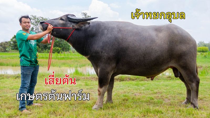 เต๋อพาเที่ยว Tuhthetravel - เจ้าหยกอุบลลูกใบหยกควายงาม เสี่ยต้น กษตรต้นฟาร์ม | Facebook | By เต๋อพาเที่ยว Tuhthetravel | ควายเงินล้าน เจ้าหยกอุบลลูกใบหยกควายงาม เสี่ยต้น กษตรต้นฟาร์ม อุบลราชธานี เต๋อพาเที่ยว
#เต๋อพาเที่ยว #ควายงาม #ควายไทย
📌กดติดดาว ⭐️ เพจด้วยนะ...